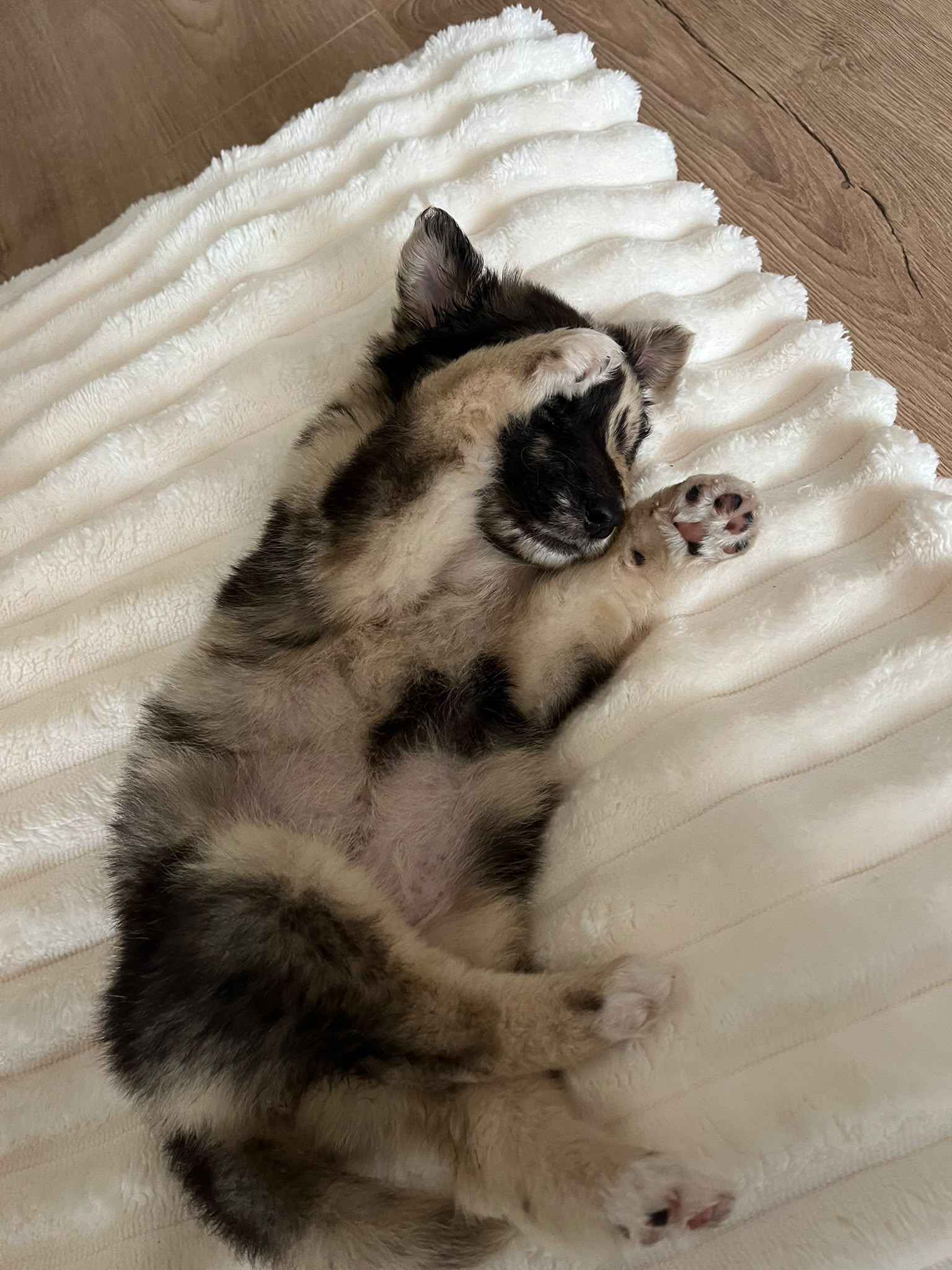 Kali